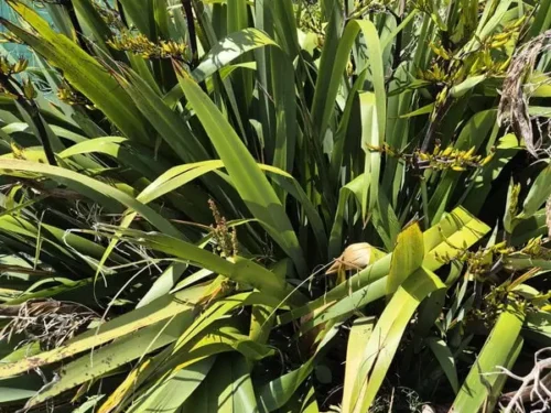 Phormium tautane