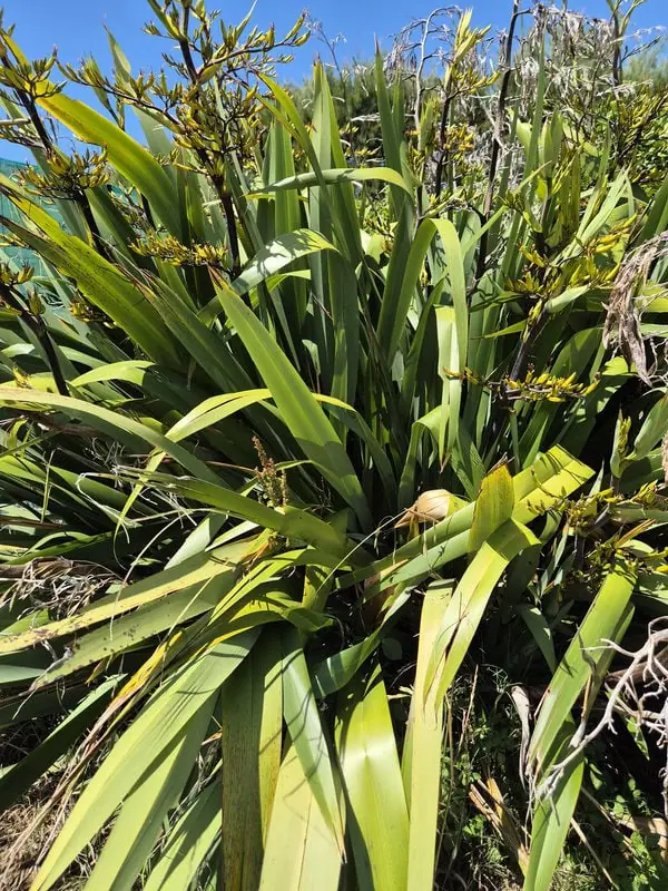 Phormium tautane