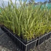 Phormium tenax