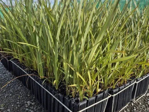 Phormium tenax