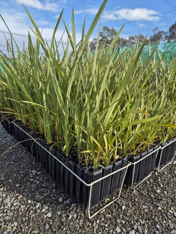 Phormium tenax