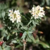 Pimelea mimosa