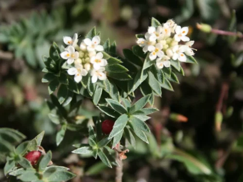Pimelea mimosa