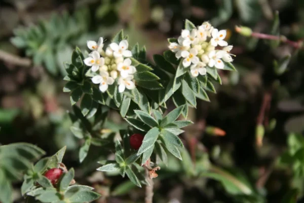 Pimelea mimosa