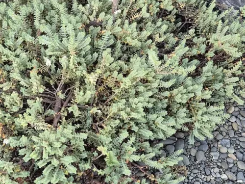 Pimelea xenica