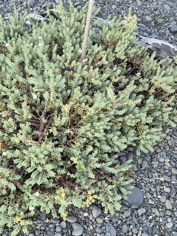 Pimelea xenica