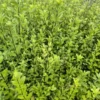 Pittosporum colensoi