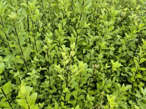 Pittosporum colensoi