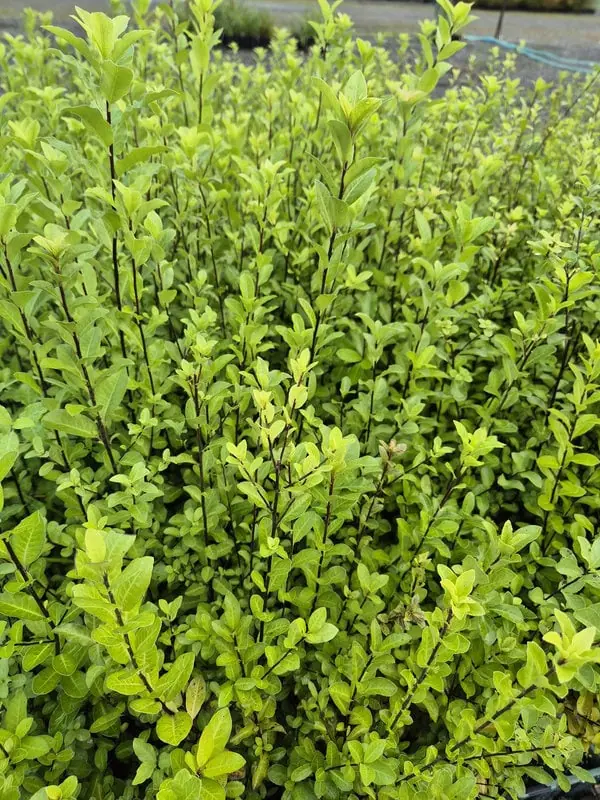 Pittosporum colensoi
