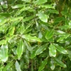 Pittosporum eugenioides