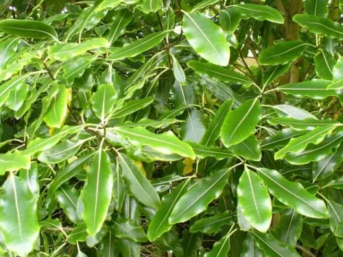 Pittosporum eugenioides