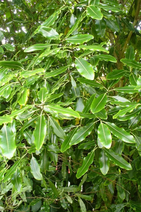Pittosporum eugenioides
