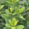 Pittosporum ralphii