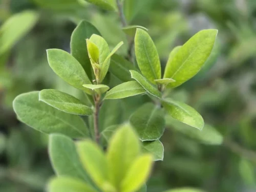 Pittosporum ralphii