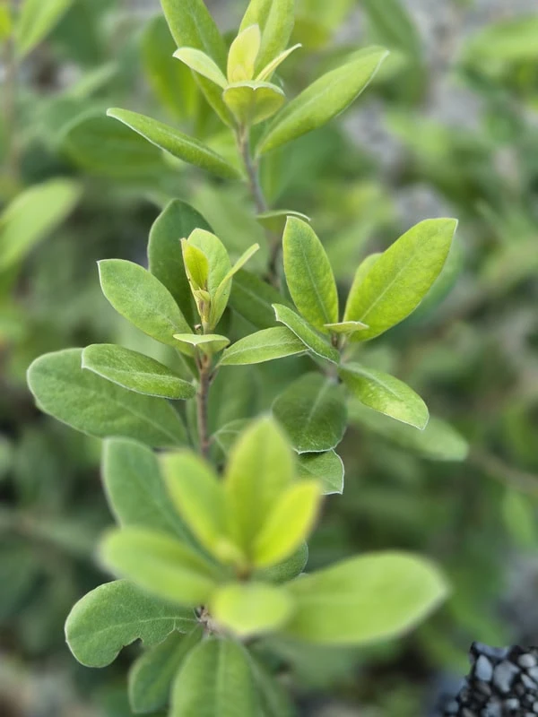 Pittosporum ralphii