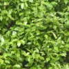 Pittosporum tennuifolium leaves