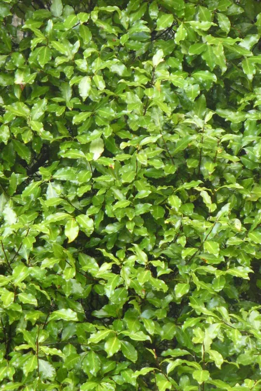 Pittosporum tennuifolium leaves