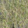 Plagianthus divaricatus
