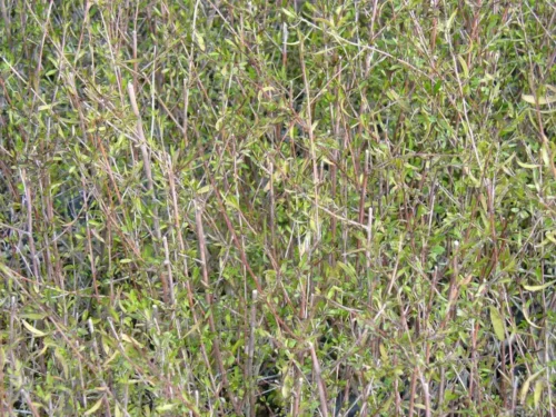 Plagianthus divaricatus