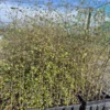 Plagianthus regius