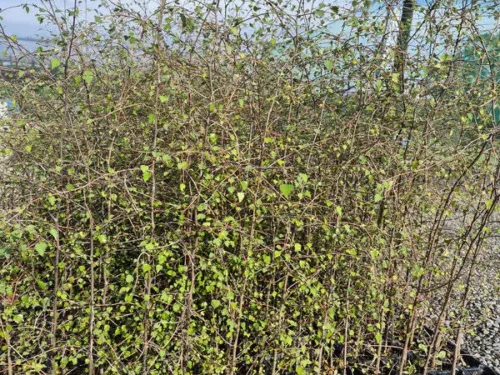 Plagianthus regius