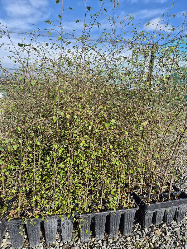 Plagianthus regius