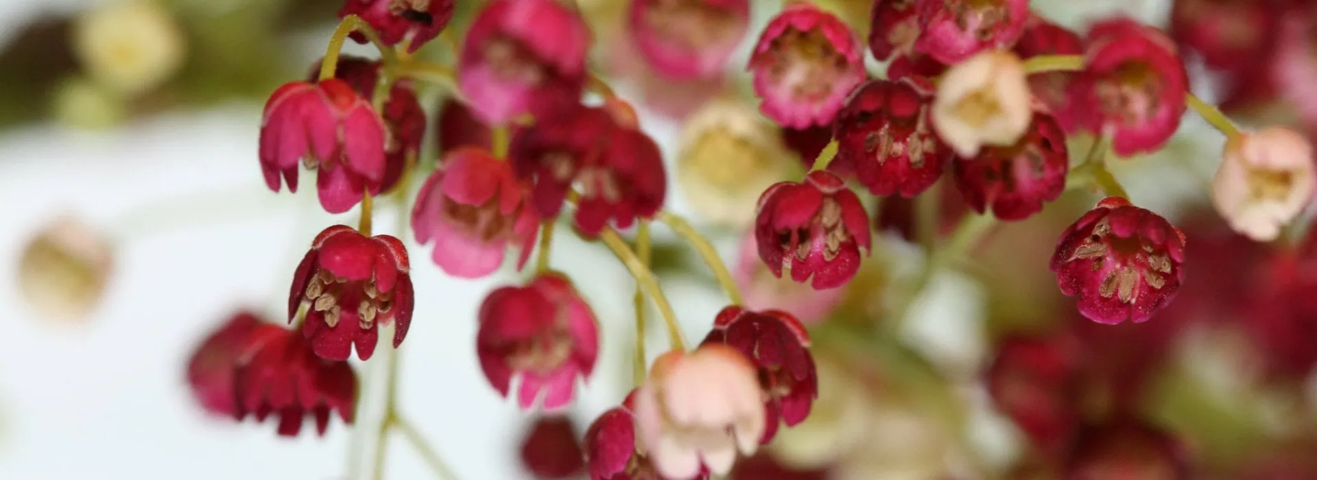 Plant hawkes bay banner flowers