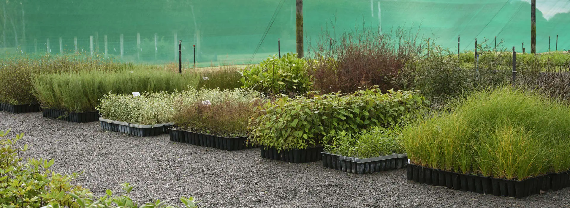 Plant hawkes bay banner nursery plants