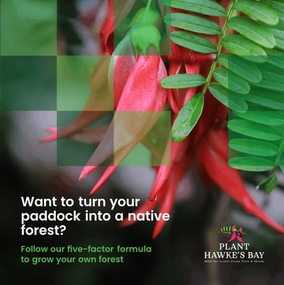 Plant Hawke's Bay - Five factor formula to grow your own forest