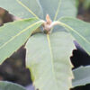 Plant hawkes bay nursery rect