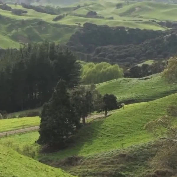 Rural farmland with green fields and exotic and native tree plantings