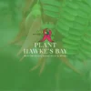 Plant hawkes bay product default