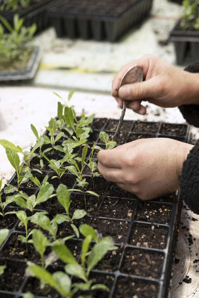 Planting pots plant hawke's bay nursery