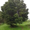 Podocarpus totara