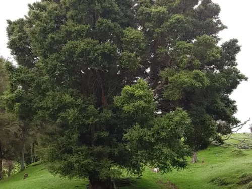 Podocarpus totara