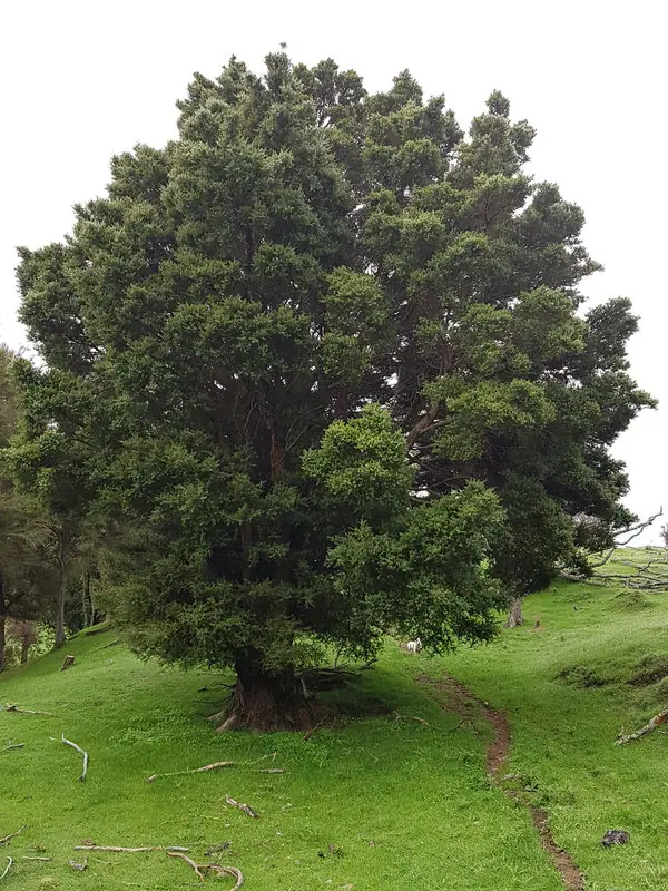 Podocarpus totara