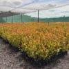 Poplar veronese 1.5l