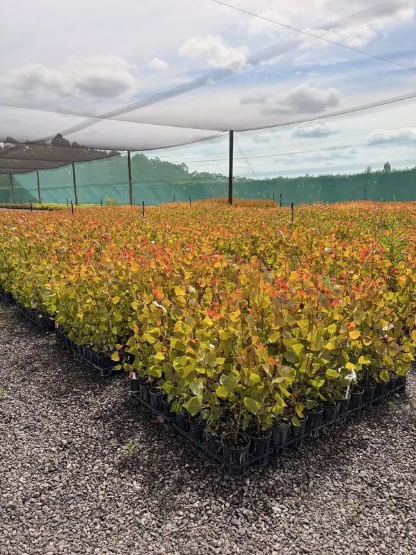 Poplar veronese 1.5l