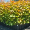 Poplar veronese