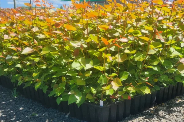 Poplar veronese