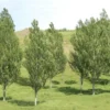 Populus deltoides x nigra veronese poplar