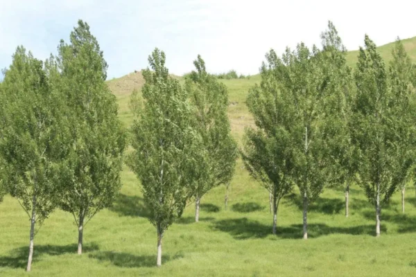 Populus deltoides x nigra veronese poplar