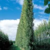 Populus euramericana x nigra crowsnest poplar