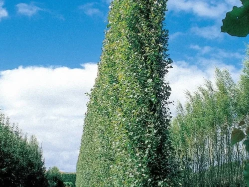 Populus euramericana x nigra crowsnest poplar