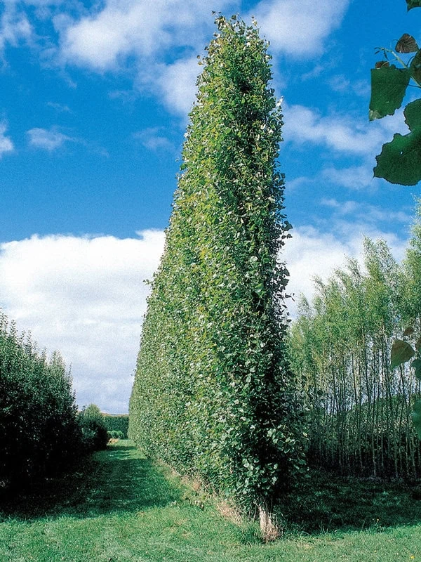 Populus euramericana x nigra crowsnest poplar