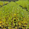 Populus veronese