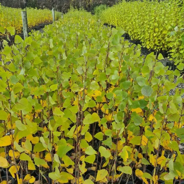Populus veronese