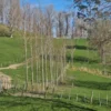 Populus veronese