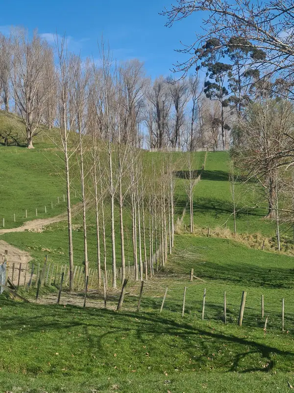 Populus veronese