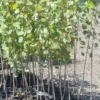Populus veronese